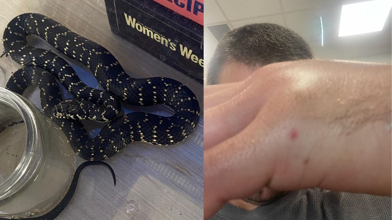 Austrália: Homem captura cobra para mostrar aos filhos e é picado