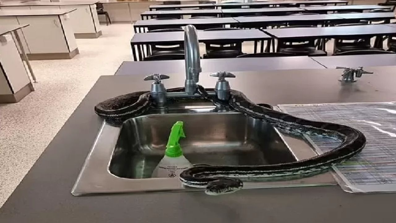 Alunos de escola primária encontram píton de 3 metros em pia de laboratório