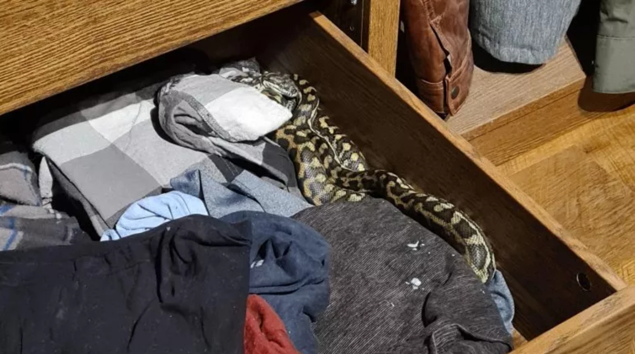 Australiano se depara com cobra de 2,5 metros ao abrir gaveta de roupas
