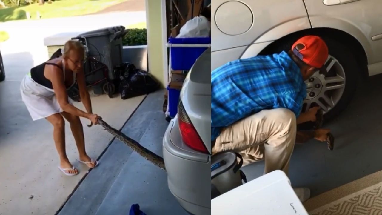 Família se mobiliza para retirar píton em pneu de carro na Flórida, EUA