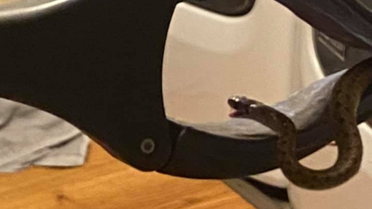 Casal encontra ninho com 18 cobras embaixo da cama nos Estados Unidos