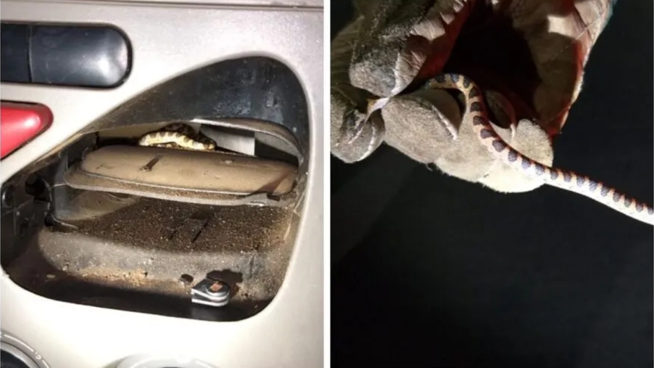 Serpente surge dentro de carro e ataca mulher com bebê no colo