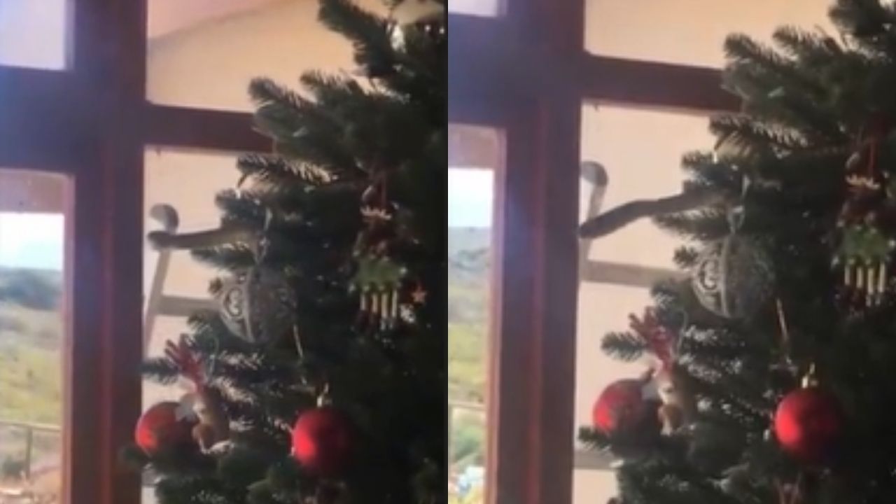 África do Sul: Cobra venenosa se esconde em árvore de Natal