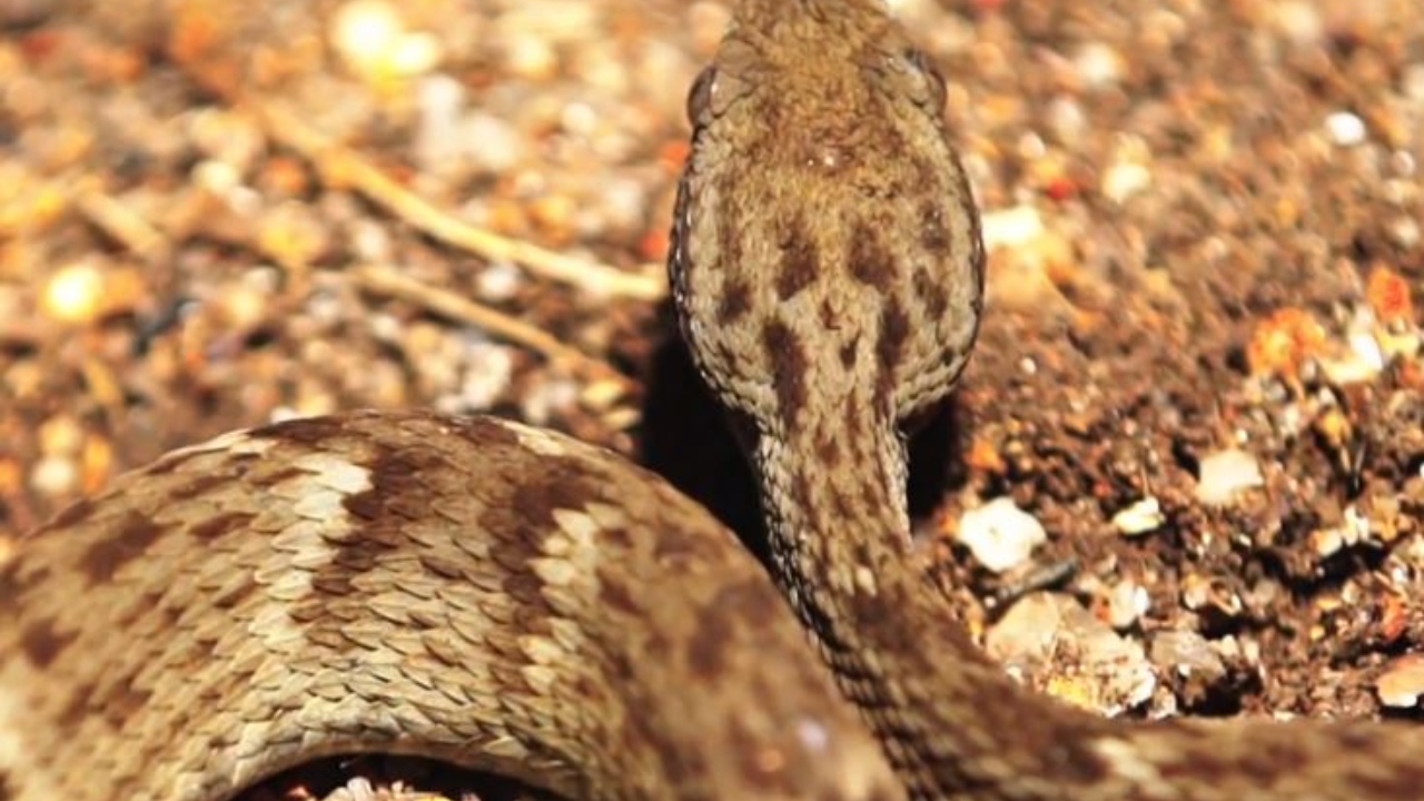 Com cerca de 1.200 cobras, ilha é a que possui maior densidade do réptil no Brasil