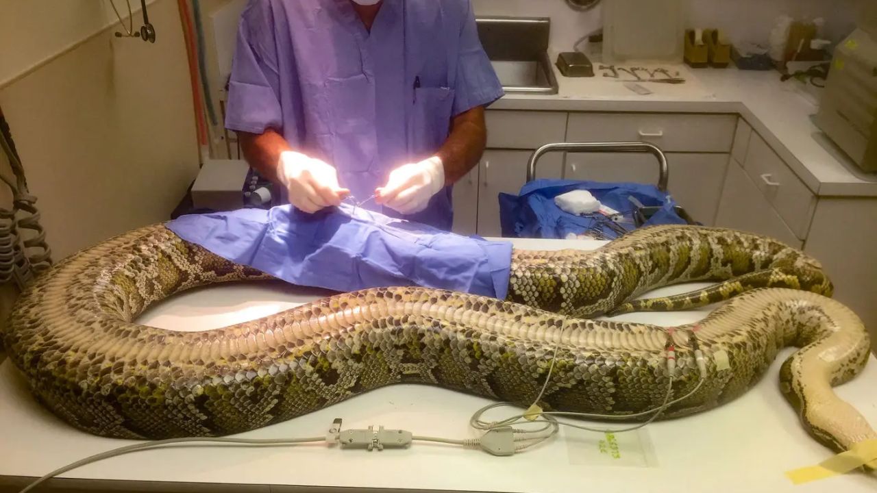 Quanto pesa a maior cobra já capturada na Flórida?