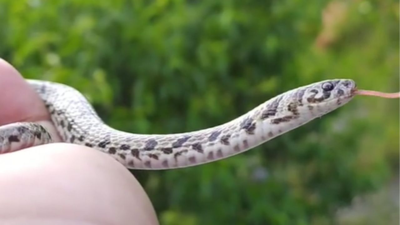 Post de estudante no Instagram leva à descoberta de nova espécie de cobra do Himalaia