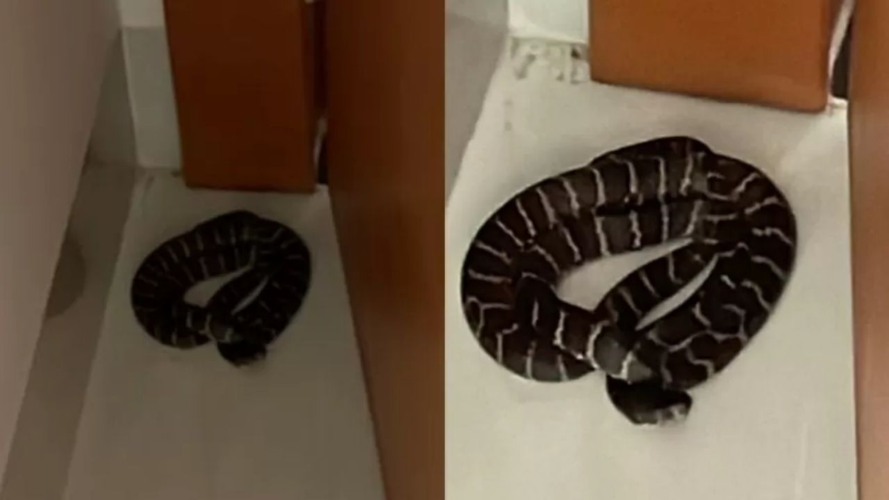Diarista confunde cobra com brinquedo e se assusta: ‘Mostrou a língua’