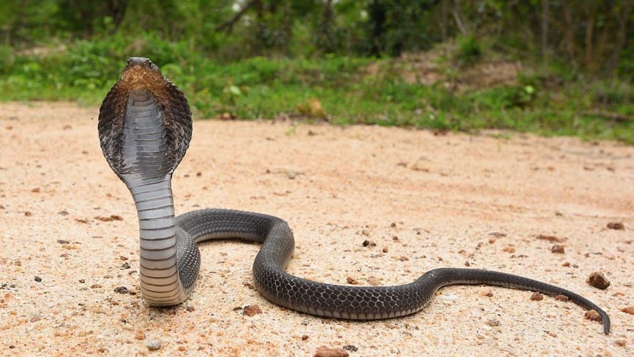 O homem que foi mordido pela cabeça da cobra que matou