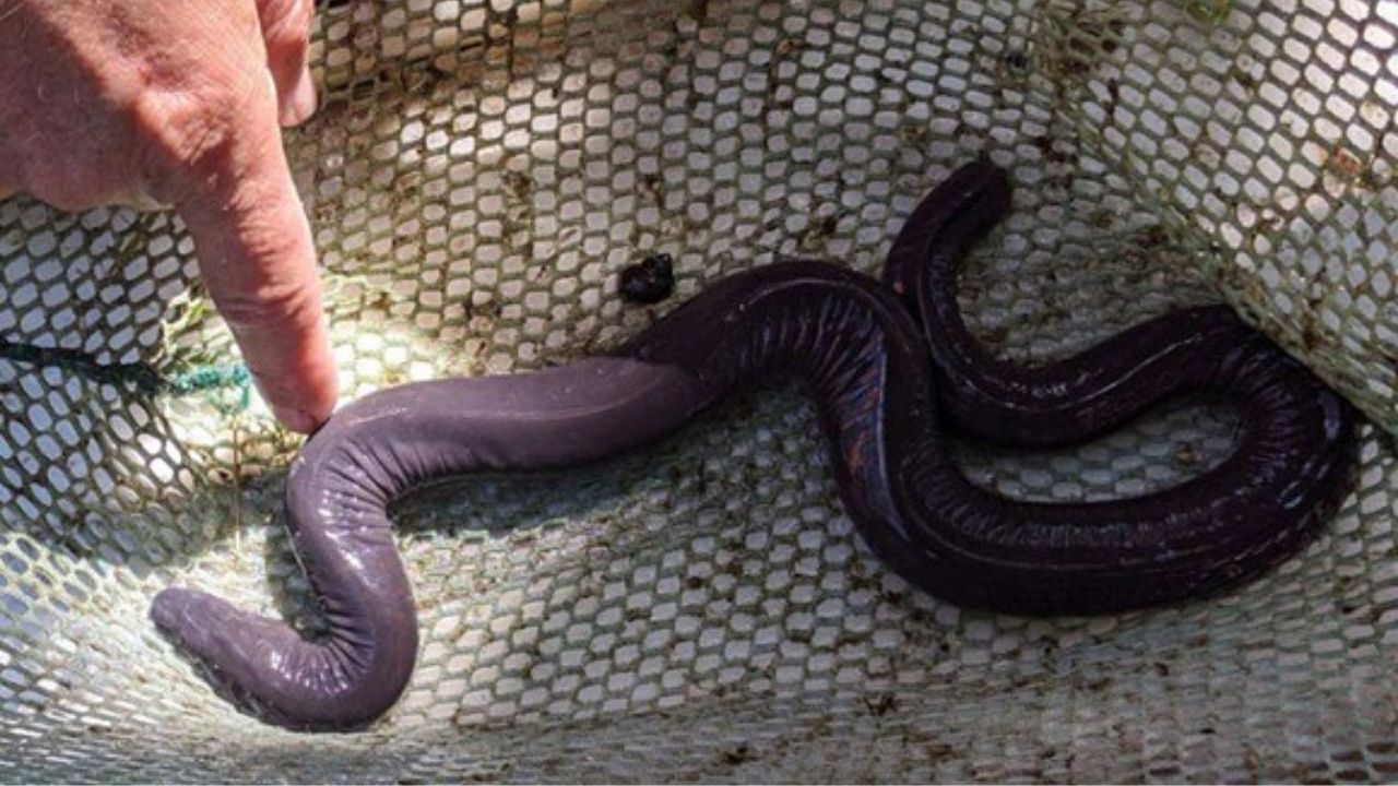 Pela primeira vez, pesquisadores se deparam com ‘cobra pênis’ nos Estados Unidos