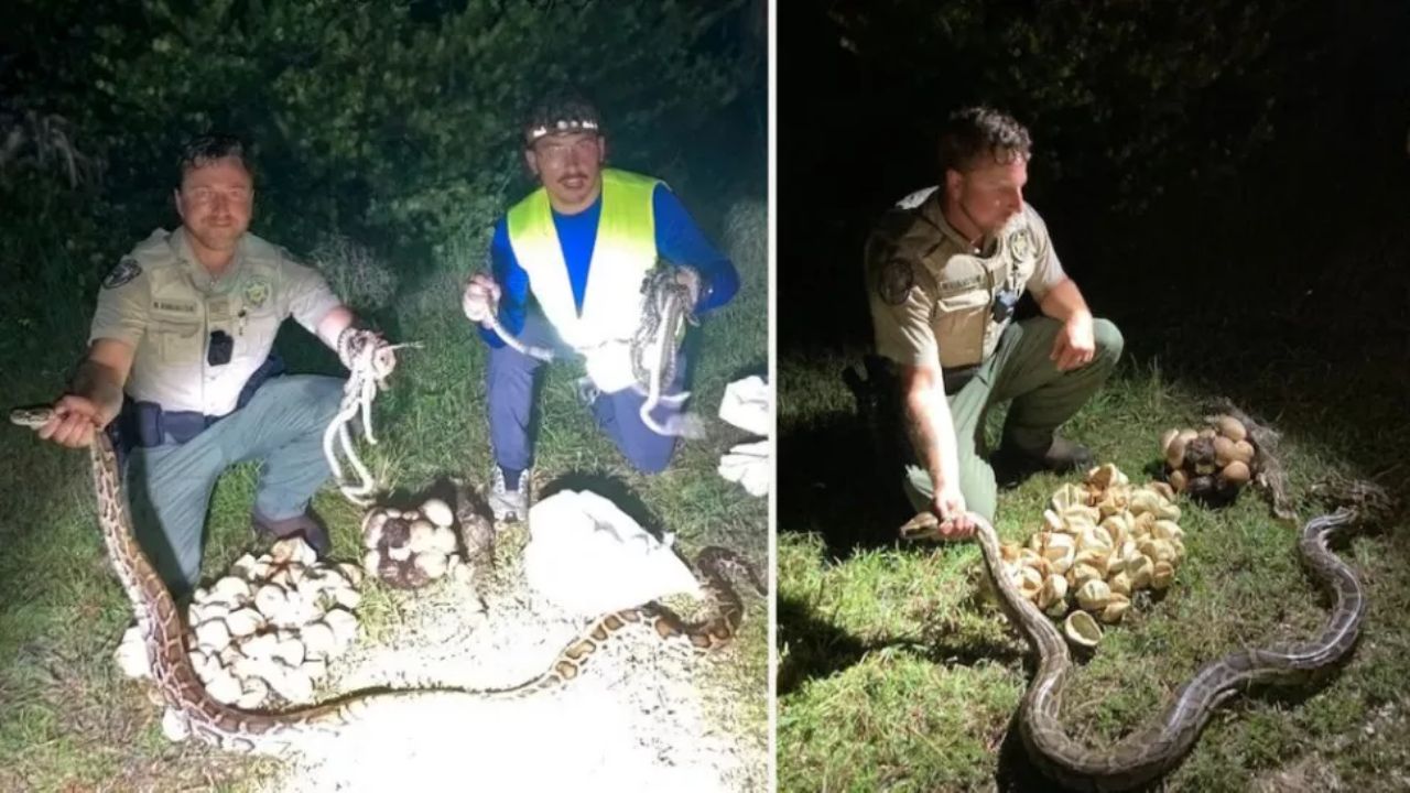 Funcionários capturam filhotes de cobras e enorme mãe em ninho de pítons na Flórida