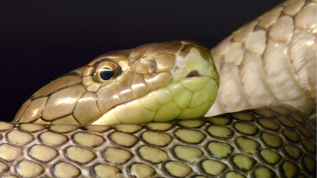 Especialista compartilha foto chocante de cobra-rei comendo naja