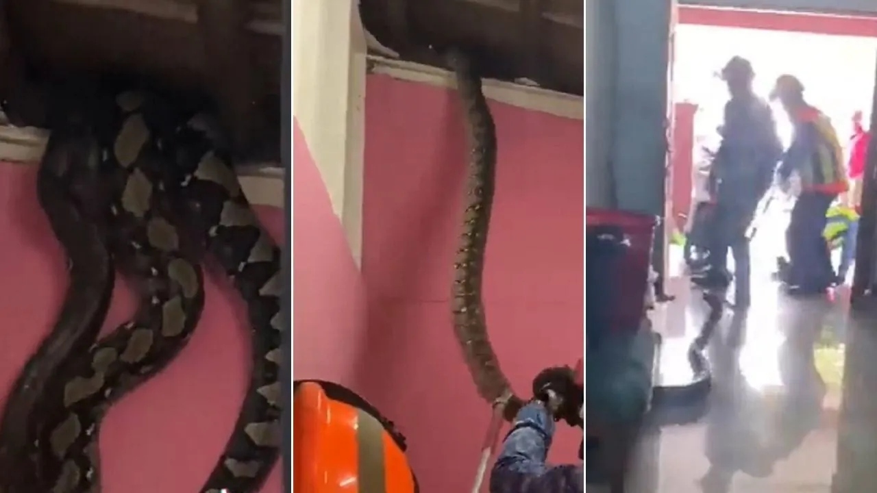 Cobras gigantes despencam do teto de casa na Malásia; veja vídeo
