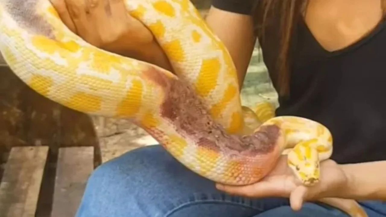 Cobra com queimaduras é abandonada em zoo dentro de saco com cachaça: ‘Cuidem bem dela’