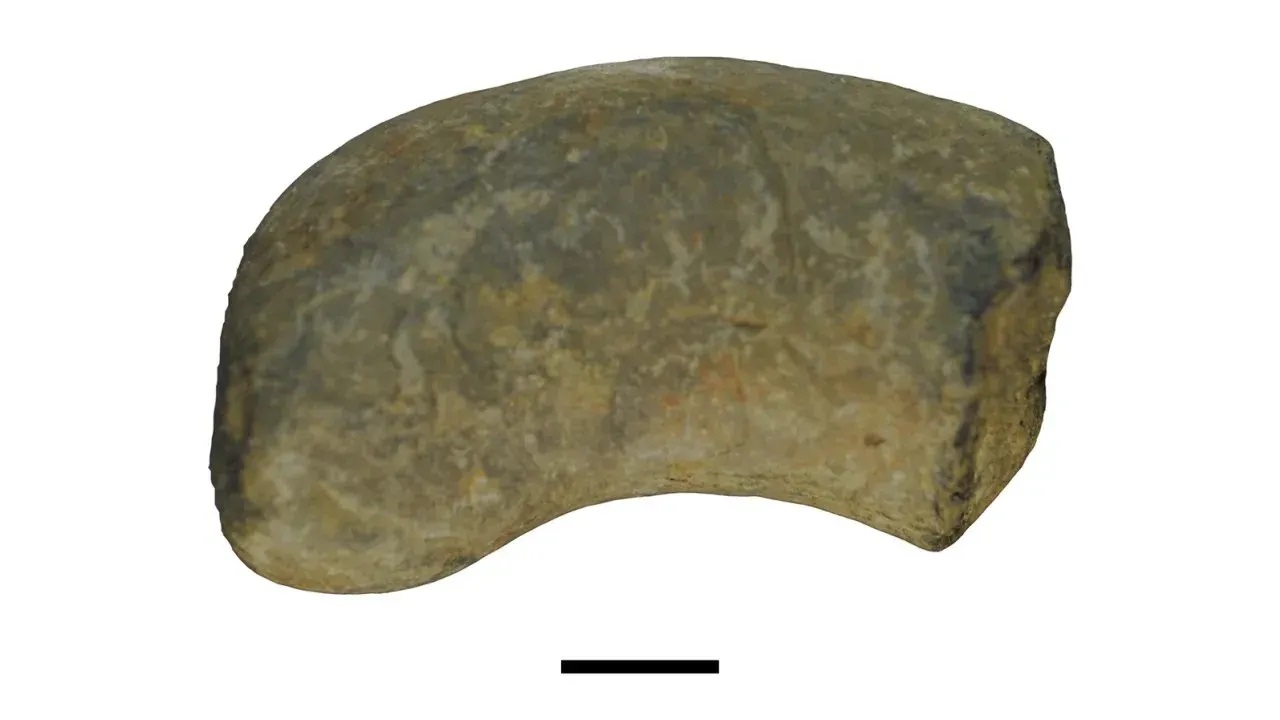Cocô fossilizado revela motivo inusitado de morte de réptil há 250 milhões de anos