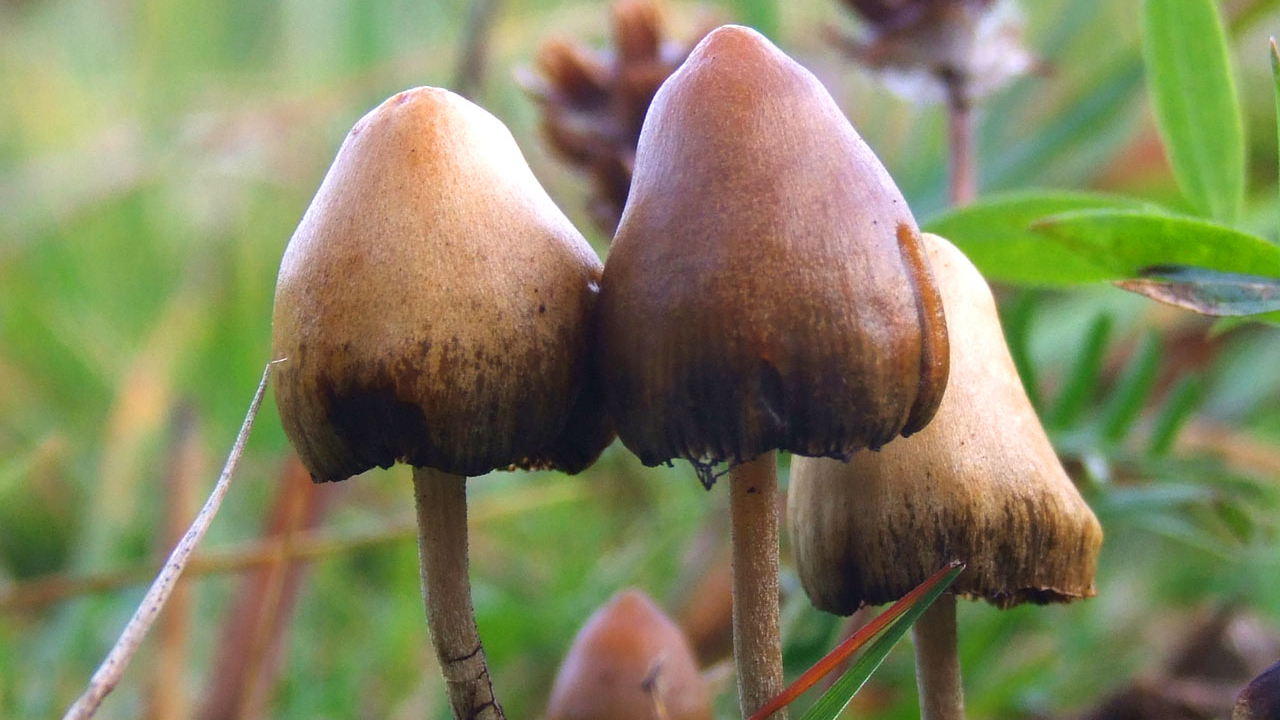 Alucinógeno do ‘cogumelo mágico’ pode tratar depressão, aponta pesquisa