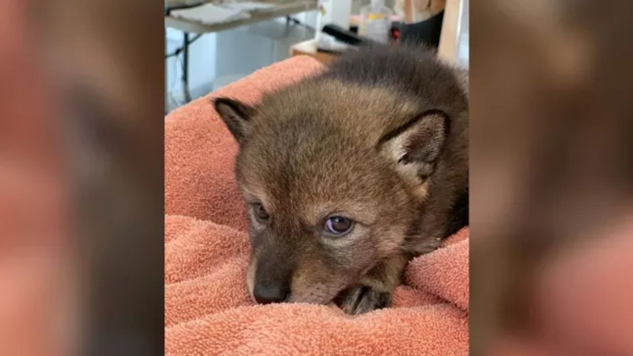 Nos Estados Unidos, família se confunde e adota coiote pensando ser um cachorro