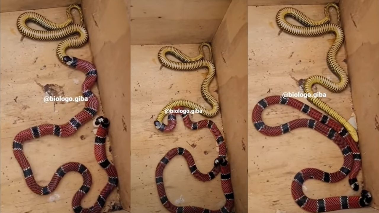 Biólogo flagra momento em que cobra vomita outra cobra