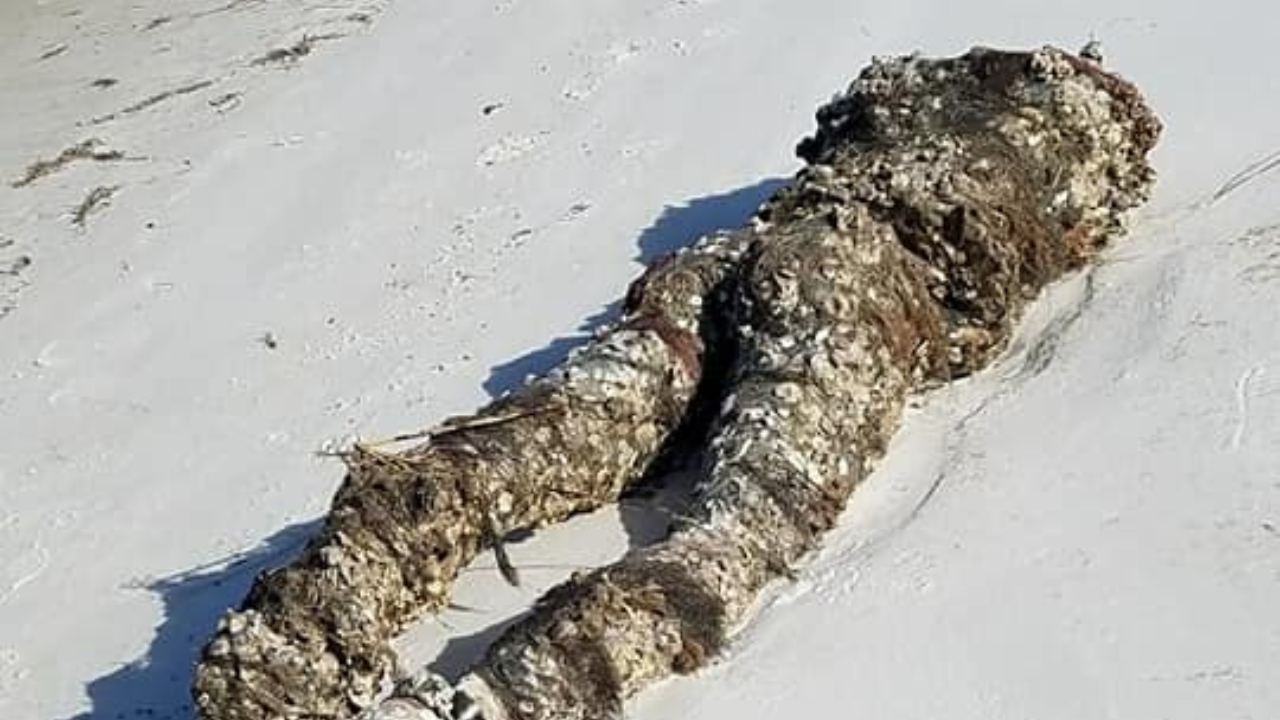Final inesperado: suposto “corpo humano” decapitado em praia aterroriza moradores da Flórida