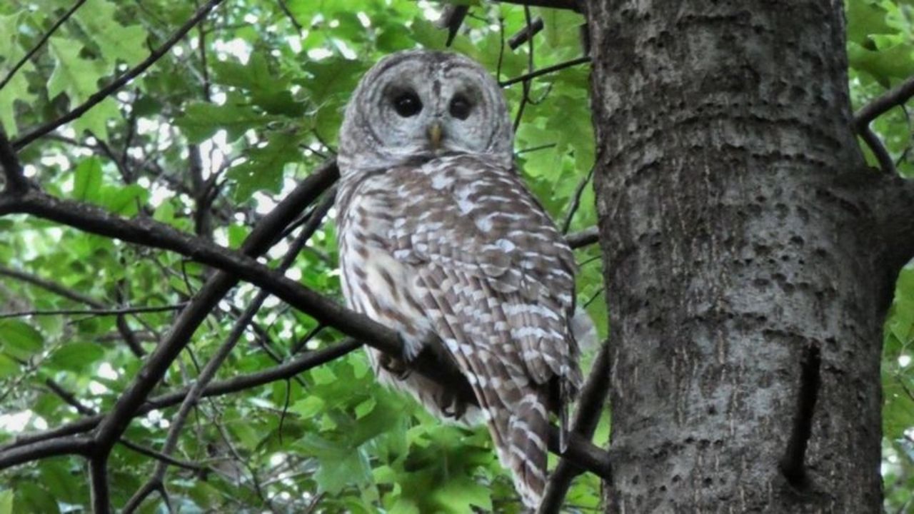 Coruja símbolo do Central Park morre ao ser atingida por veículo