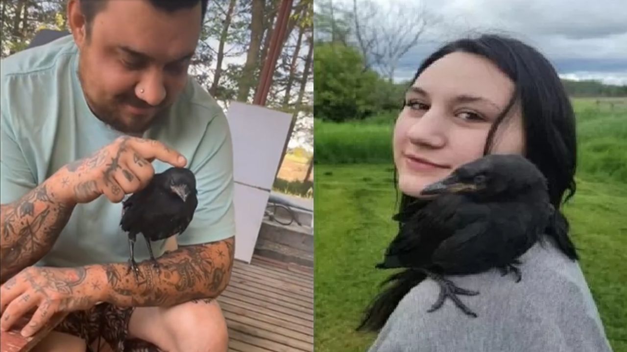 Casal salva corvo que o visita diariamente para receber carinho após voltar para natureza