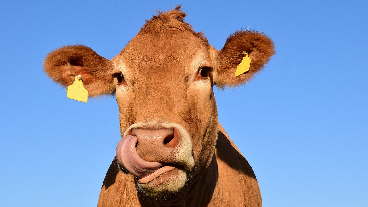Por que Nova Zelândia pensa em taxar peidos de vacas?