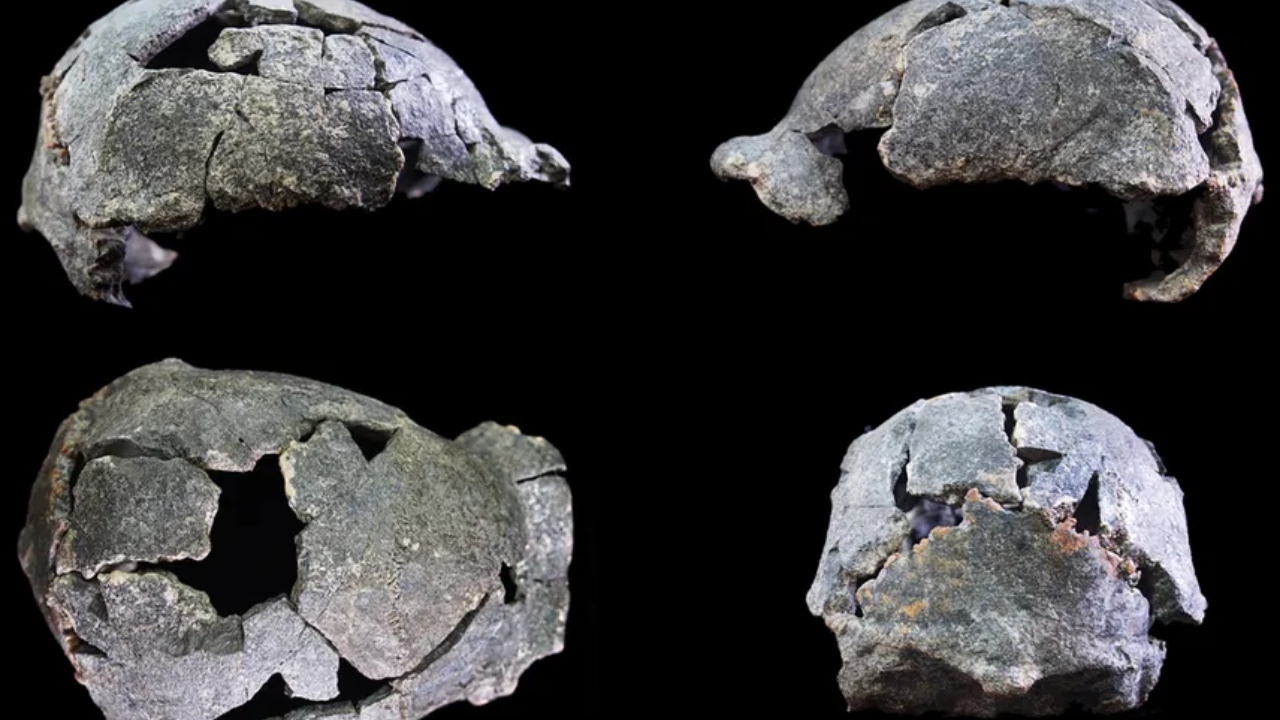 Análise revela que crânio de ‘Homo erectus’ de 1,5 milhões de anos é menor do que o esperado