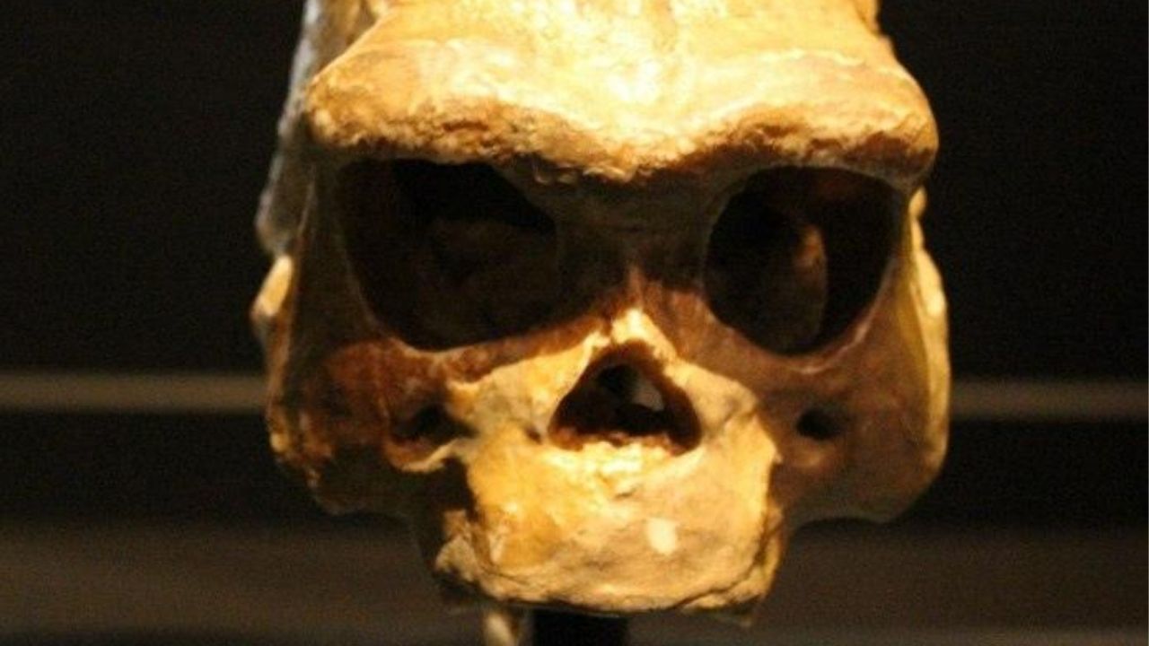 Nós carregamos no DNA um ancestral misterioso, revela estudo