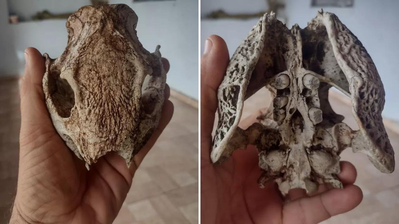 Fóssil achado no Ceará é de animal extinto há, pelo menos, 6 mil anos