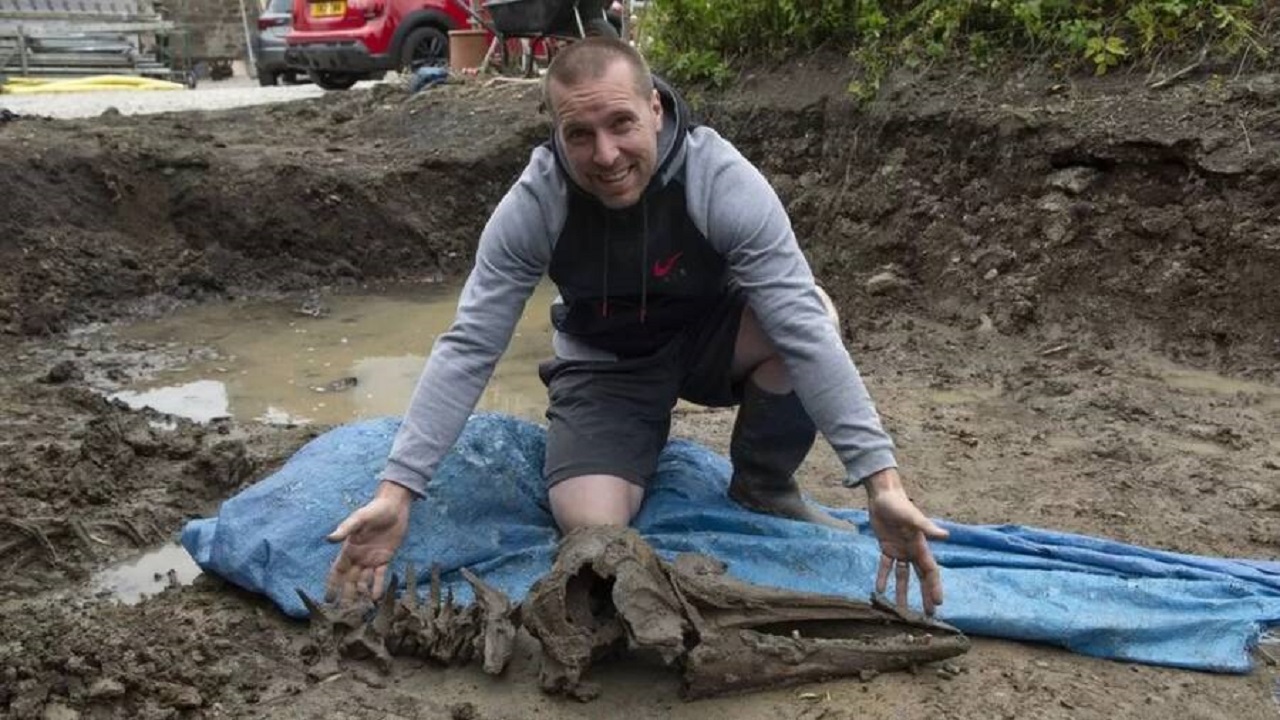 Crânio de golfinho encontrado na Escócia não é pré-histórico, revela arqueólogo