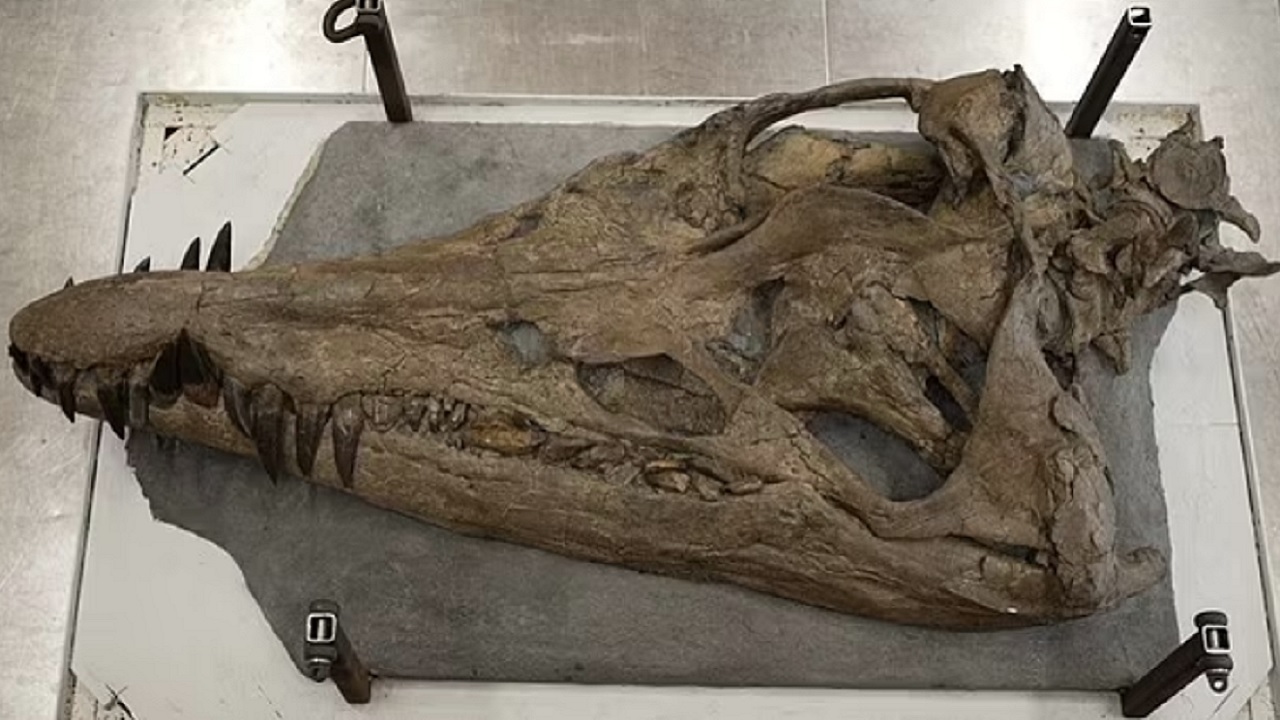 Pliossauro: Crânio de ‘T-rex subaquático’ é encontrado na Inglaterra