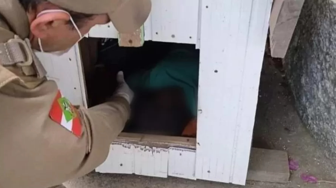 Santa Catarina: Autoridades encontram criança haitiana dormindo em casinha de cachorro