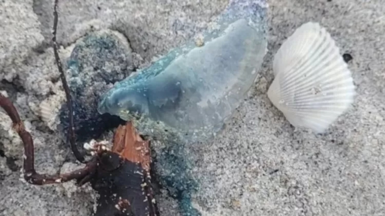 Mais de 100 caravelas-portuguesas são encontradas em praia, nos Estados Unidos