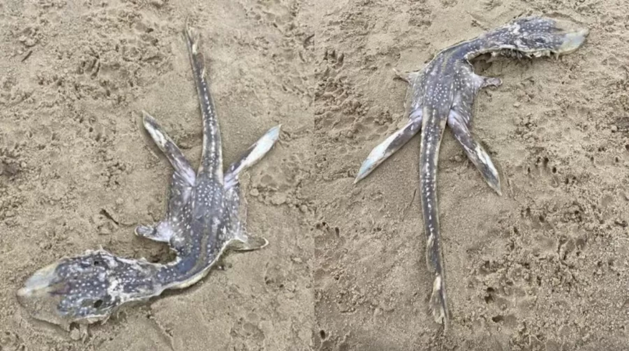 Criatura peculiar encontrada na Inglaterra é apelidada de ”bebê do monstro do Lago Ness’