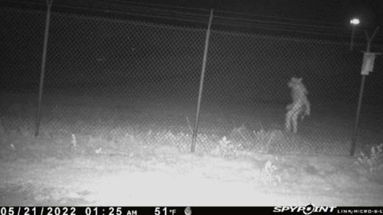 Bizarra criatura é vista em zoo do Texas e intriga internautas