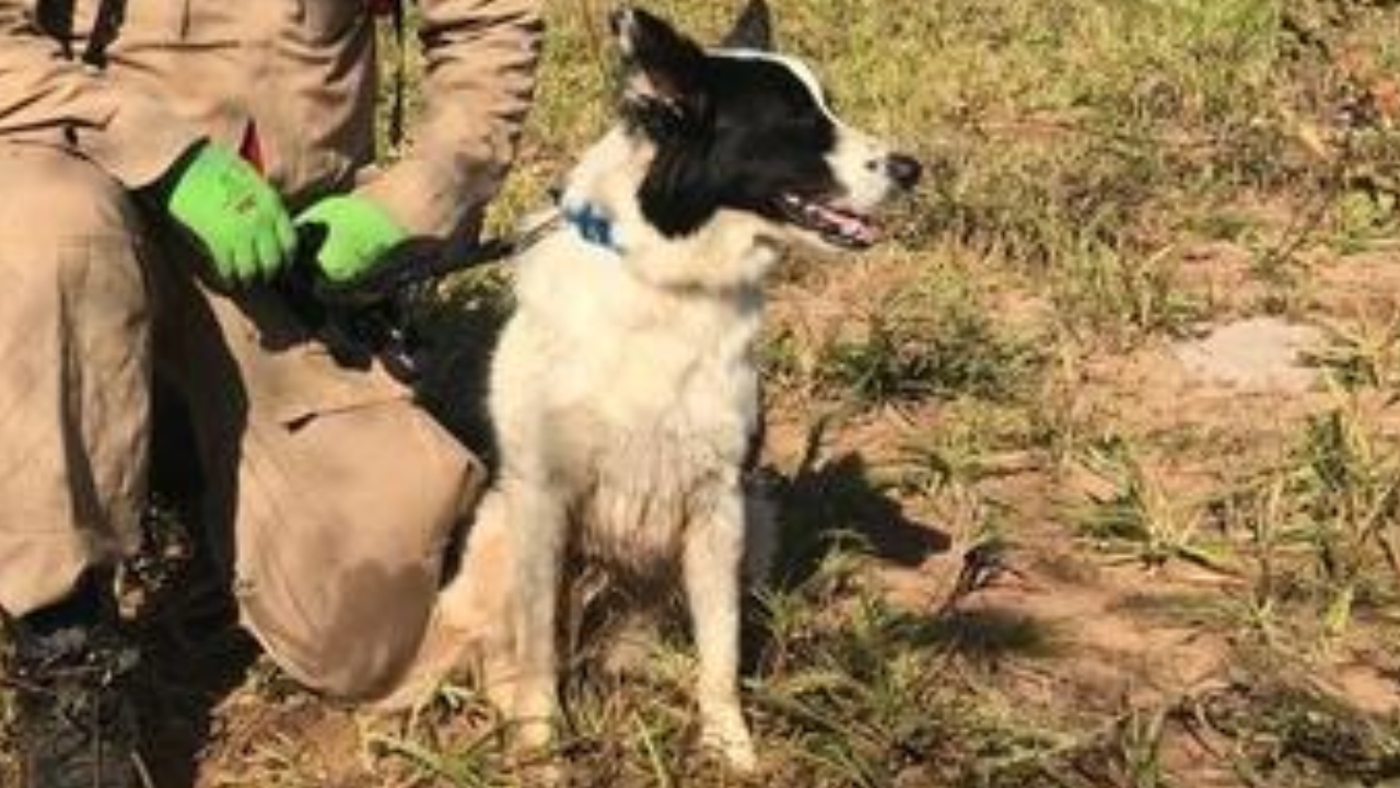 Cadela Cristal e outros dois cães ajudarão nas buscas por Lázaro Barbosa