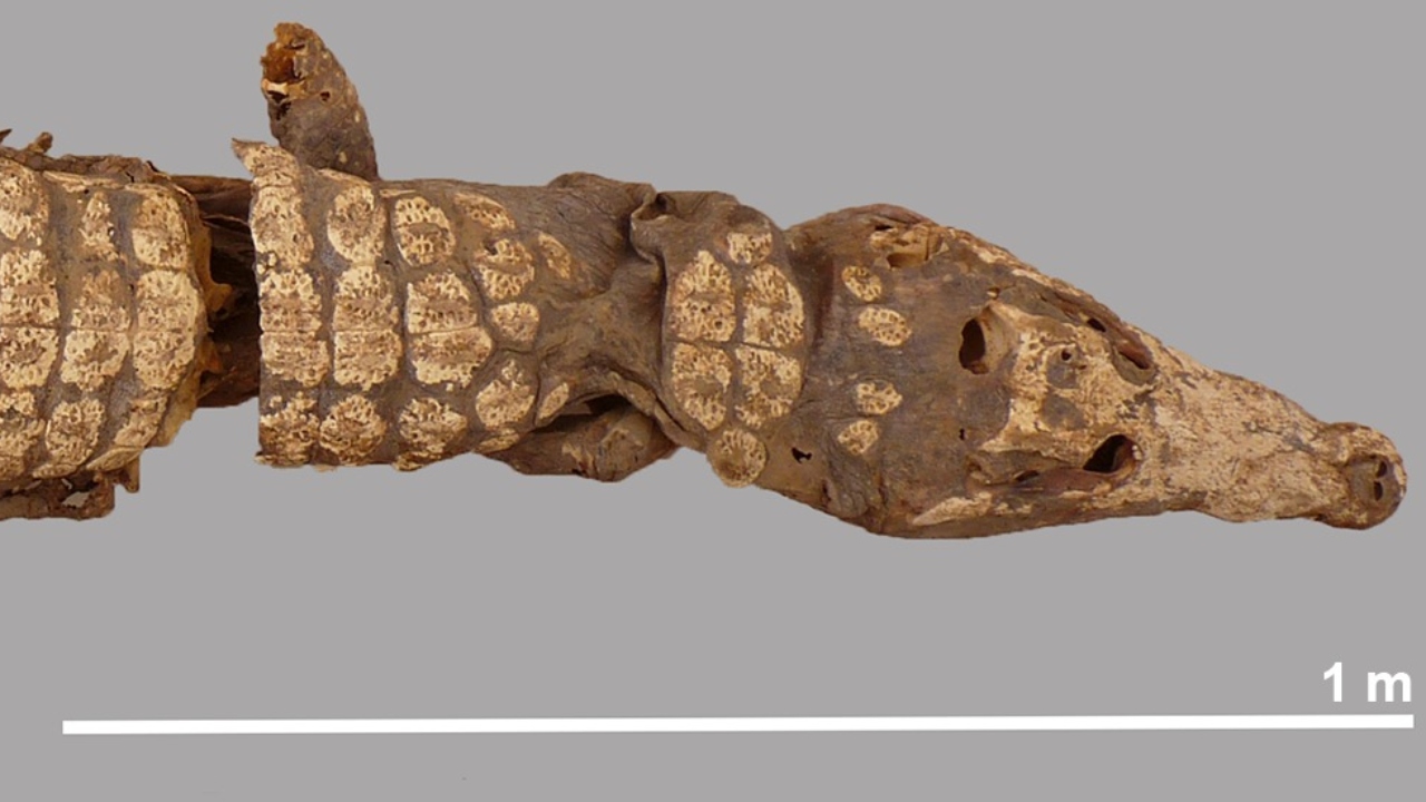O que se sabe sobre a descoberta de crocodilos mumificados no Egito
