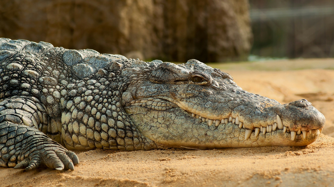 Após sumiço de pescador, restos mortais humanos são encontrados em crocodilo de 4 metros