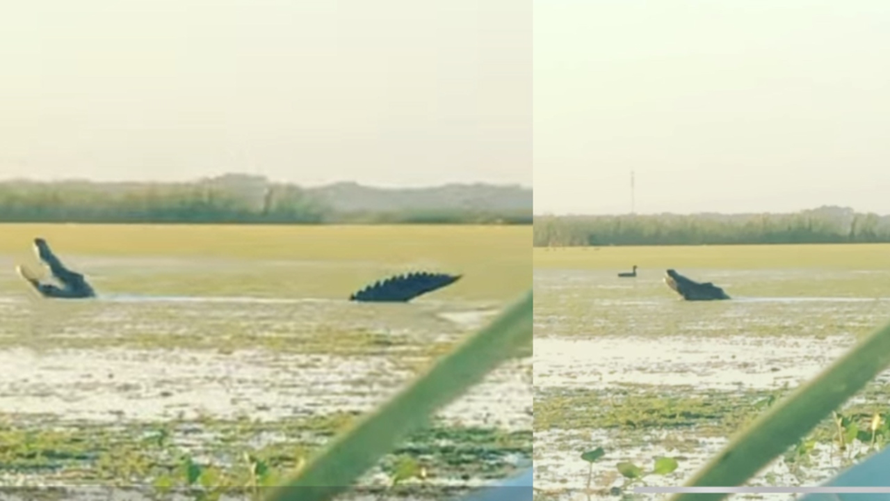 Crocodilo gigante é flagrado comendo pato na Flórida, nos EUA