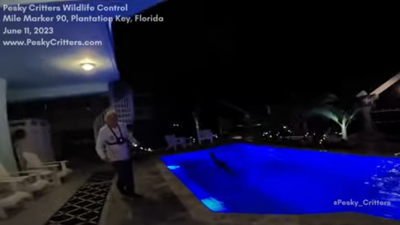 EUA: Crocodilo de 3 metros é encontrado e resgatado dentro de piscina