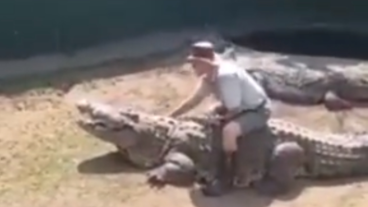 Crocodilo Hannibal ataca treinador que subiu em suas costas