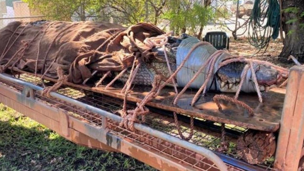 Em região turística, impressionante crocodilo de 4 metros é capturado
