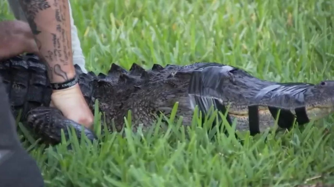 Mulher é atacada por crocodilo durante caminhada com cachorro na Flórida, EUA