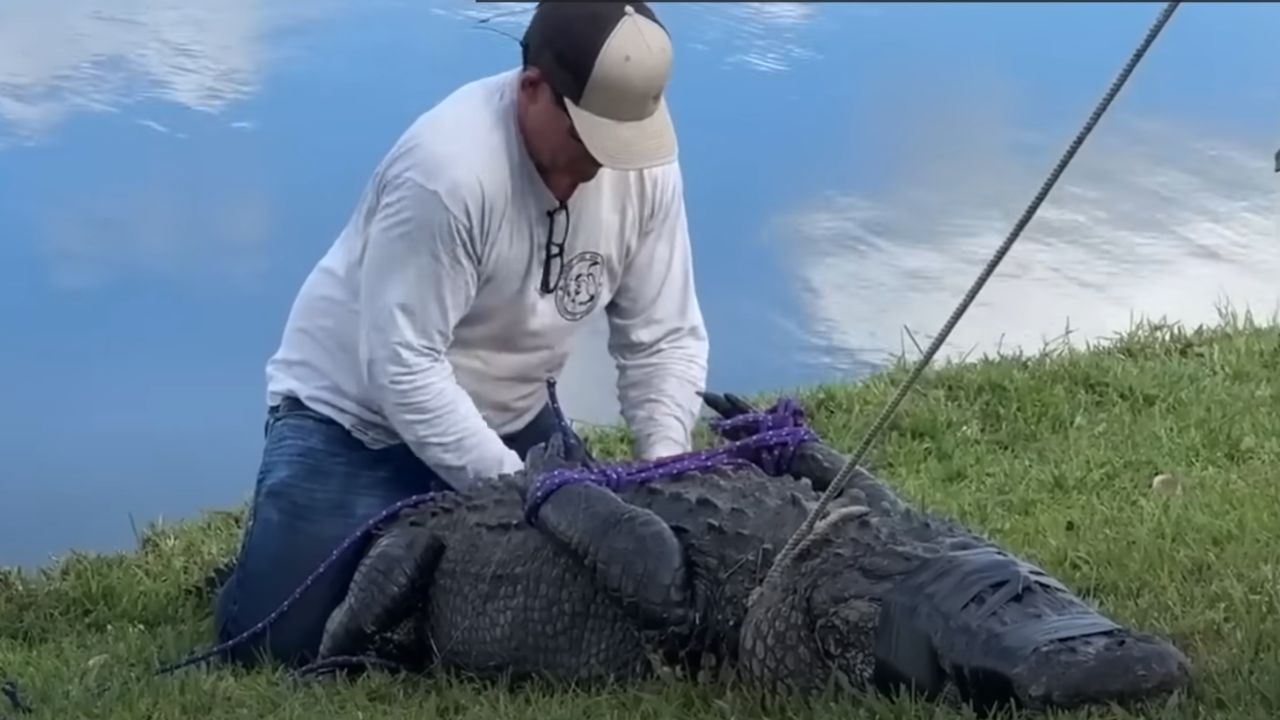 Senhora de 85 anos é morta por crocodilo nos EUA