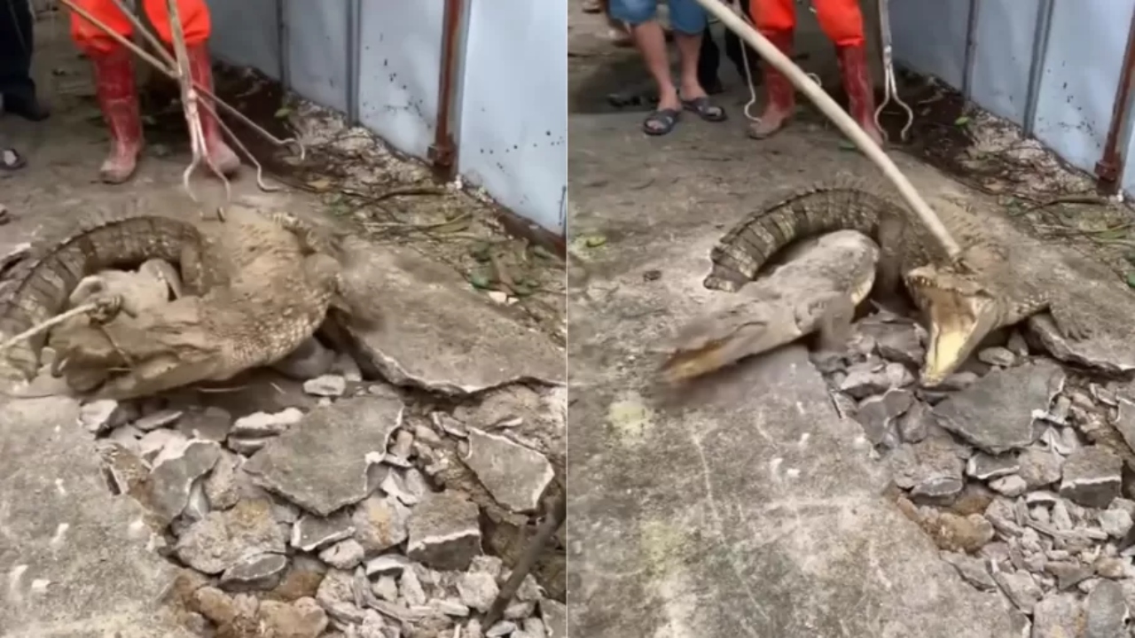Na Índia, três crocodilos surgem de buraco em calçada e causam espanto