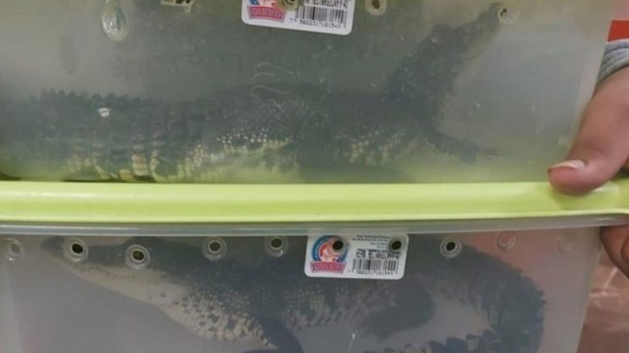 México: Homens são presos por levarem crocodilos dentro de potes de plástico no metrô