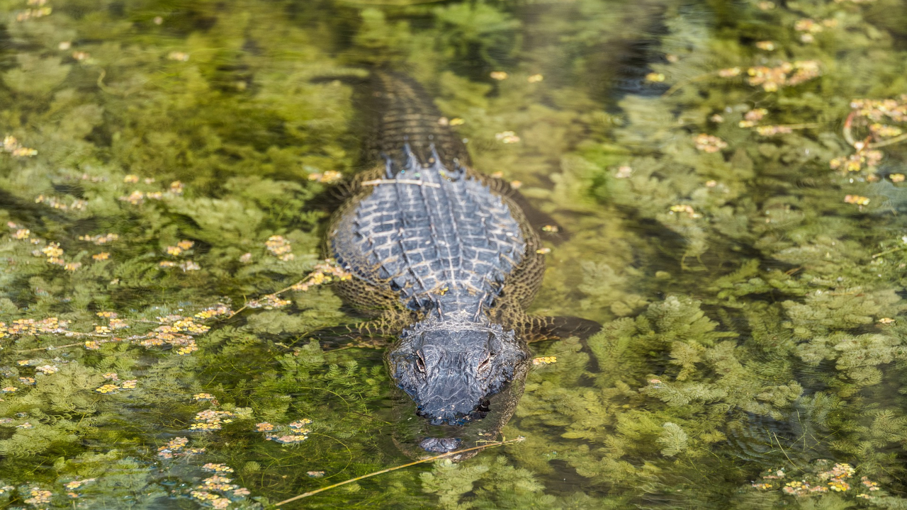 Homem é mordido na cabeça por crocodilo em lago na Austrália