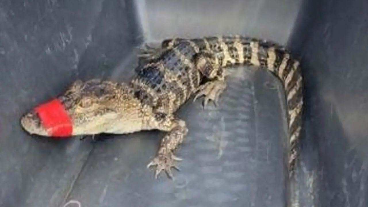 Mulher sequestra crocodilo para fazer sessão de fotos de aniversário