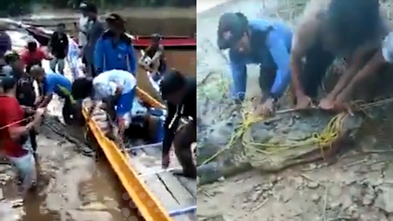 Vômito de crocodilo de oito metros revela restos mortais de pescador desaparecido