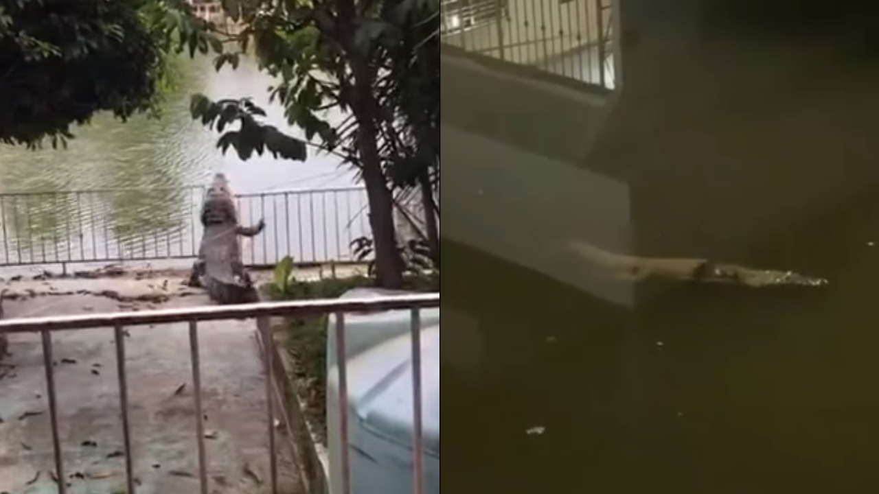 Após enchente, crocodilos tomam conta de cidade no México