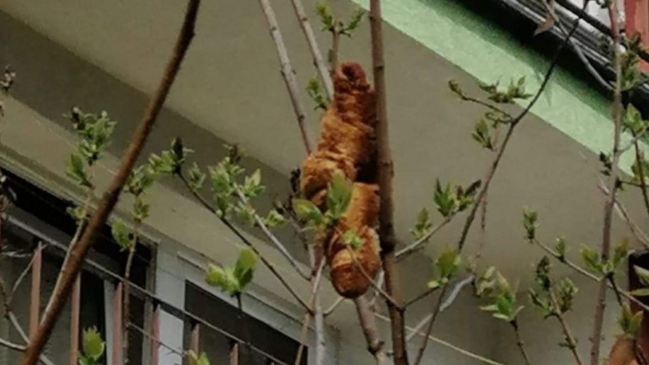 ‘Animal não identificado’ que assustou poloneses tem ‘identidade’ revelada